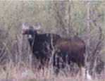 dajipur bison sanctuary